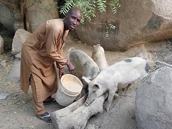 man feeding pigs