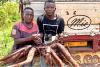 Two Christian men proudly display a bunch of roots from a new cassava variety, showcasing agricultural innovation and teamwork.