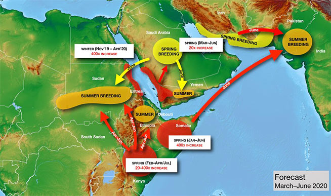 A map showing the summer and spring breeding hot spots and migration patterns for desert locusts in Africa and South Asia [image credit: FAO]